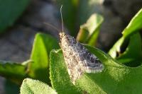 Hellula undalis