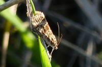 Hellula undalis