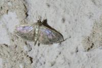 Patania ruralis