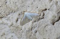 Palpita vitrealis