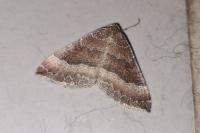 Larentia clavaria