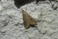 Udea ferrugalis