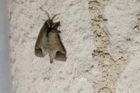 Clostera curtula