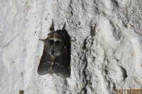 Poecilocampa populi populi