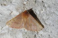 Colotois pennaria