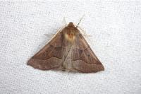 Crocallis tusciaria