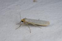 Eilema caniola