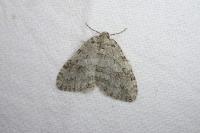 Epirrita