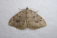 Triphosa tauteli