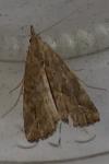 Schrankia costaestrigalis