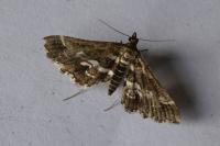 Diasemiopsis ramburialis