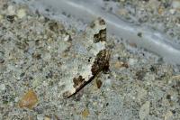 Xanthorhoe fluctuata