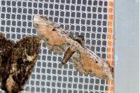 Eupithecia icterata