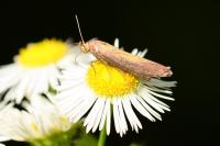 Oncocera semirubella