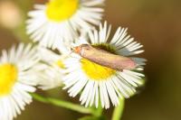 Oncocera semirubella