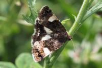 Tyta luctuosa