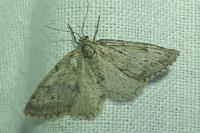 Tephronia sepiaria