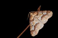 Erannis defoliaria