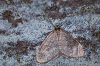 Operophtera brumata