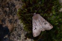 Conistra rubiginosa