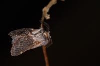 Poecilocampa populi populi