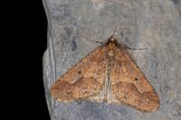 Erannis defoliaria