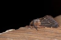 Poecilocampa populi populi