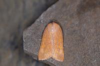 Jodia croceago