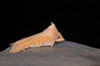 Jodia croceago