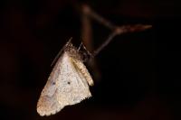 Erannis defoliaria