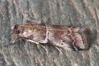 Alophia combustella