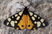 Arctia villica