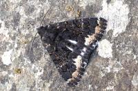 Catephia alchymista