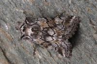 Cleonymia yvanii