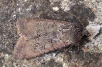 Peridroma saucia