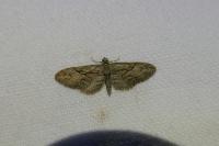 Eupithecia ericeata