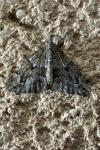 Thera juniperata