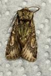 Allophyes oxyacanthae