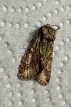 Allophyes oxyacanthae