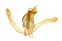Idaea subsericeata