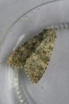Polymixis flavicincta flavicincta