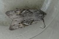 Lithophane leautieri