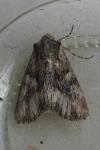 Mniotype solieri