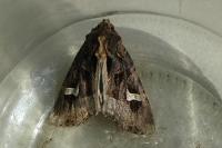 Trigonophora flammea