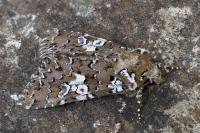 Hadena albimacula