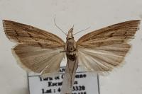 Pediasia contaminella