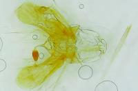 Dolicharthria bruguieralis