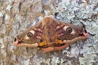 Saturnia pavonia