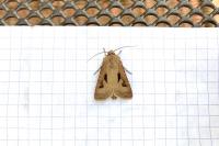 Agrotis exclamationis exclamationis