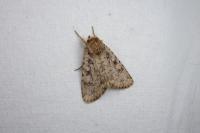 Amphipyra effusa